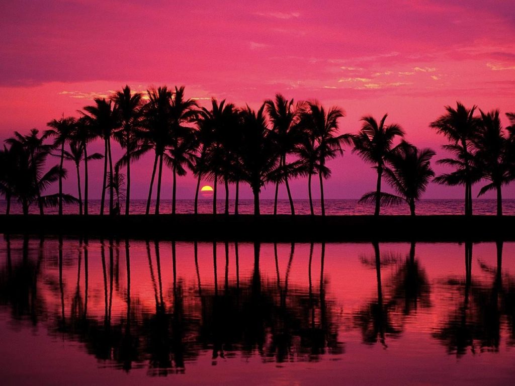 Palm trees sunset reflection